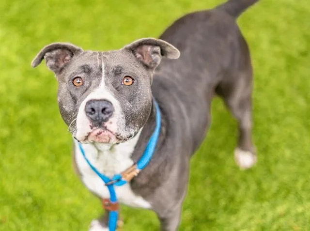 An adult large-sized female Pit Bull Terrier dog named Babez for adoption in San Jose, CA