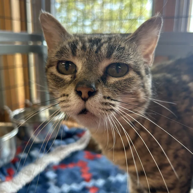 A senior small-sized female Domestic Short Hair cat named Liberty for adoption in St. Clair, MI