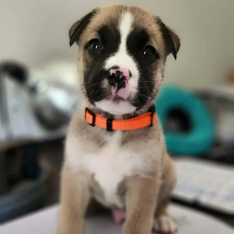 Hudson