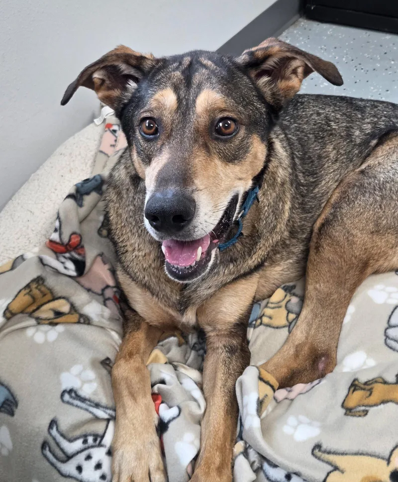 An adult extra large-sized male German Shepherd Dog dog named Jack for adoption in Greenville, IL