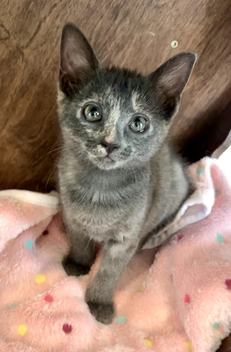 A baby medium-sized female Dilute Tortoiseshell Domestic Medium Hair cat named Stormi for adoption in Nashville, TN