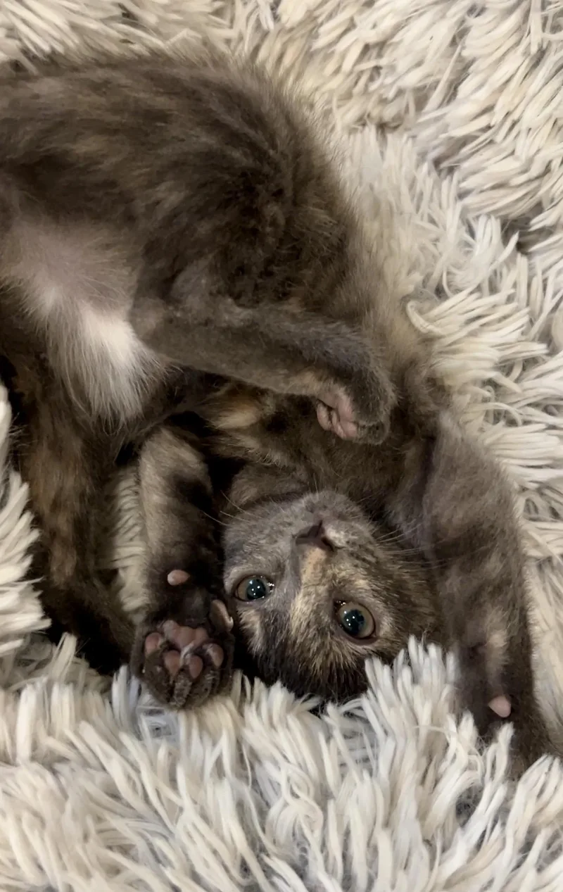 Stormi thumbnail 3