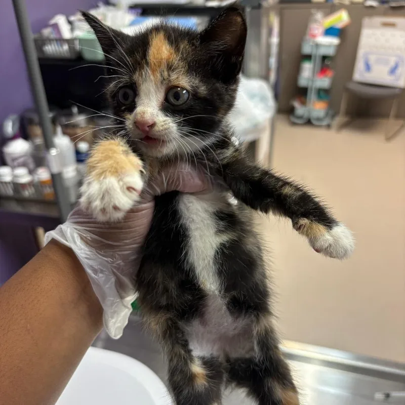 A baby small-sized female Calico Domestic Short Hair cat named Sushi for adoption in Newark, NJ