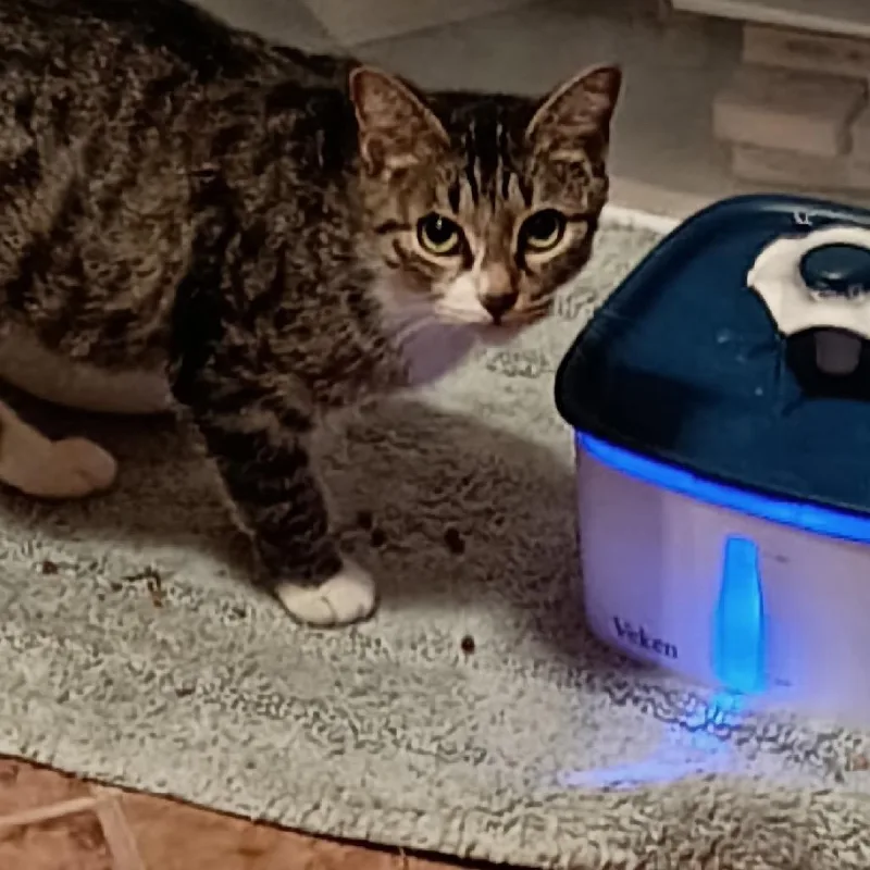 An adult large-sized female Brown / Chocolate Domestic Short Hair cat named Pearl for adoption in Baytown, TX