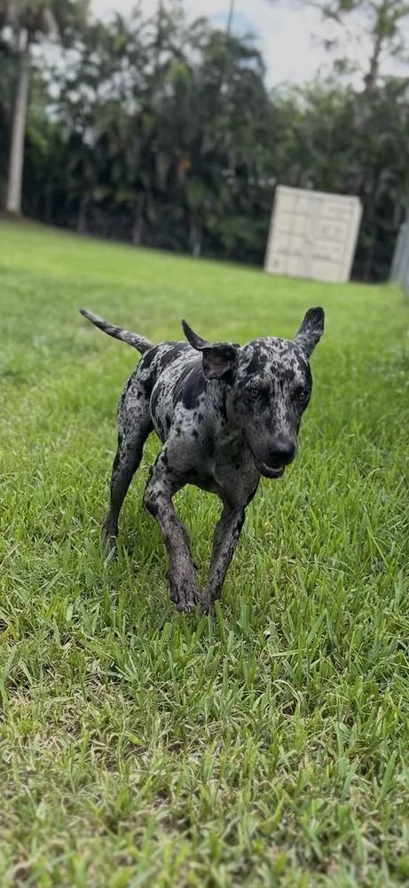 A young large-sized male Merle (Blue) Catahoula Leopard Dog dog named Billy for adoption in West Palm Beach, FL