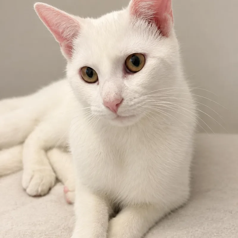 A young medium-sized male White Domestic Short Hair cat named Teddie for adoption in Hamburg, NY