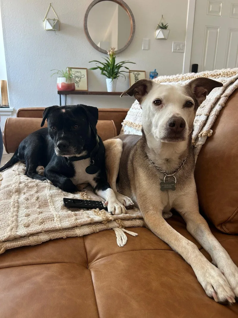 A young medium-sized male Terrier dog named Spoons for adoption in Aurora, CO