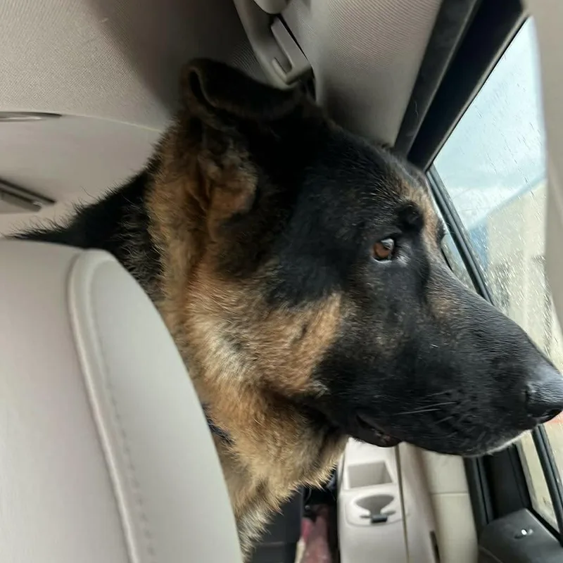 An adult extra large-sized male German Shepherd Dog dog named Bear for adoption in Colleyville, TX