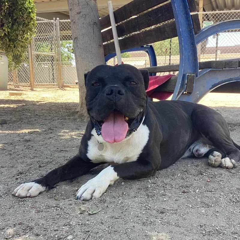 An adult large-sized male Black Boxer dog named Hendrix for adoption in Riverside, CA