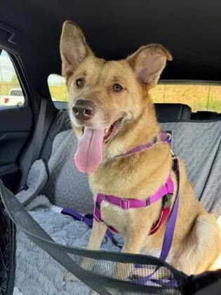 An adult large-sized female Mixed Breed dog named Amy for adoption in Atlanta, GA