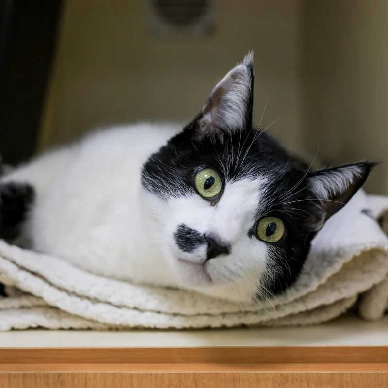 A senior medium-sized male Black Domestic Short Hair cat named Charlie for adoption in Los Angeles, CA