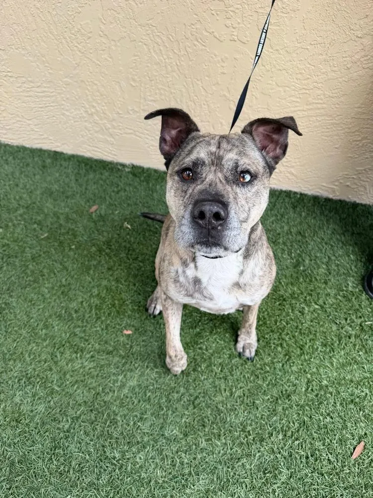 An adult medium-sized male Brindle American Bulldog dog named Mr Boone for adoption in Lakeland, FL
