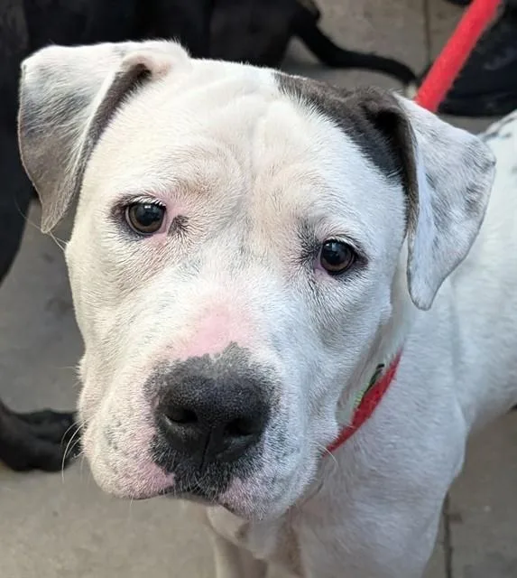 An adult large-sized female Pit Bull Terrier dog named Mia for adoption in Tucson, AZ