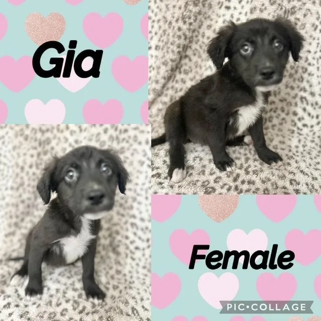A baby medium-sized female Australian Shepherd dog named Gia for adoption in Manchester, CT