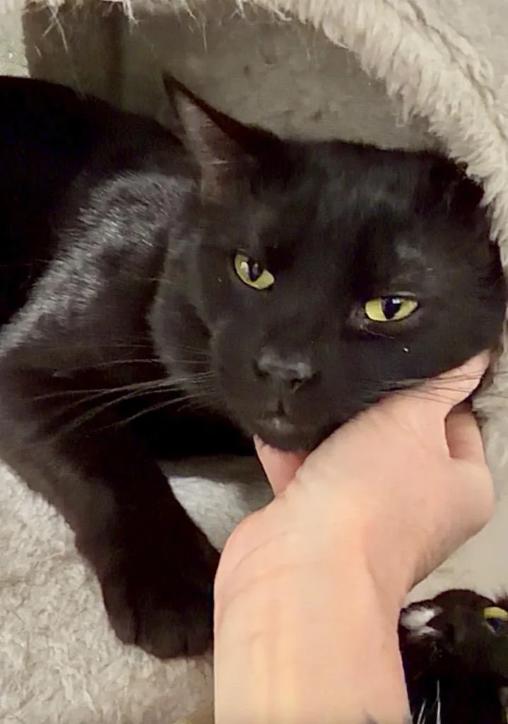 A young large-sized male Domestic Short Hair cat named Xander for adoption in Glenfield, NY