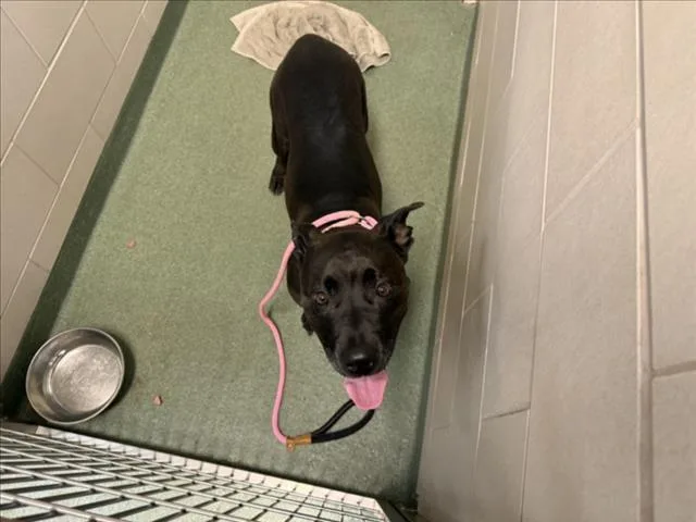 An adult large-sized female Mixed Breed dog named Babe for adoption in Santa Fe, NM
