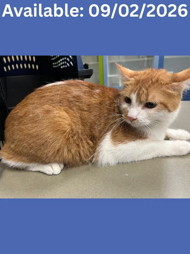 An adult medium-sized male Domestic Short Hair cat named Cat Condo  Alley for adoption in Greenville, TX