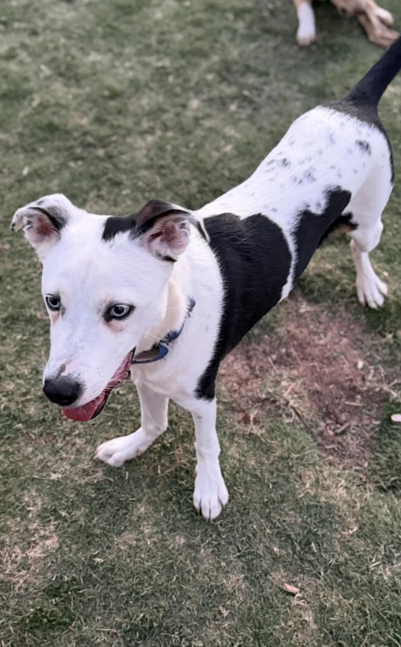 A young medium-sized male White / Cream Catahoula Leopard Dog dog named Max for adoption in Gilbert, AZ
