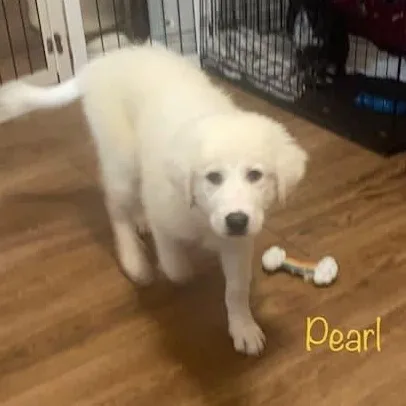 Pearl thumbnail 2