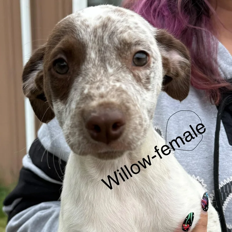 A baby medium-sized female German Shorthaired Pointer dog named Willow for adoption in South Saint Paul, MN