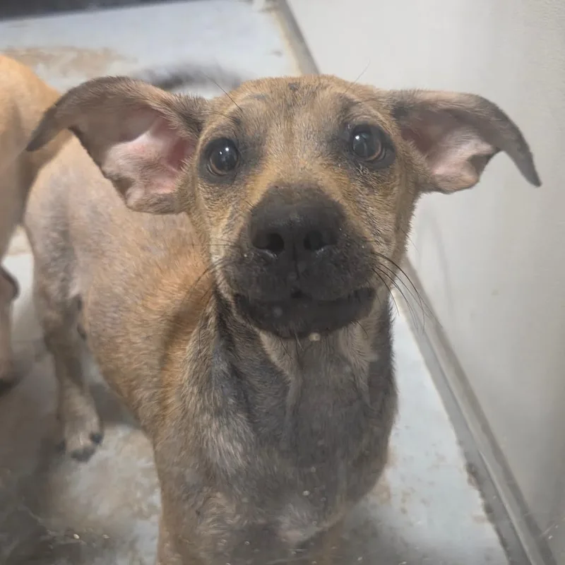 An adult small-sized female Brown / Chocolate Chihuahua dog named Cassandra Claire for adoption in Hattiesburg, MS
