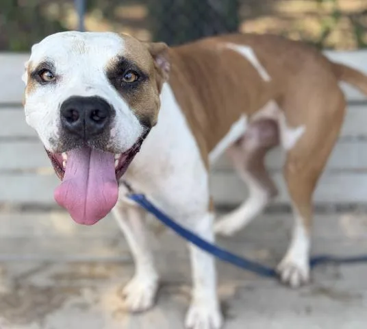 An adult extra large-sized male Mixed Breed dog named Chase for adoption in Pensacola, FL