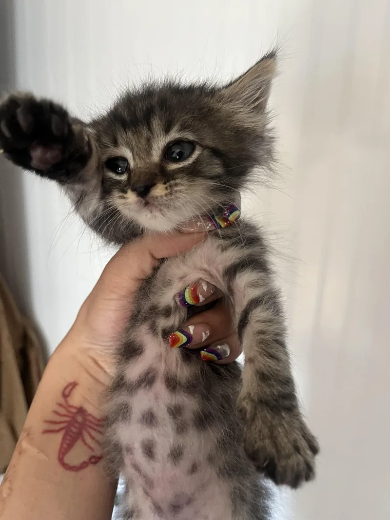 A baby medium-sized male Tabby (Brown / Chocolate) Domestic Short Hair cat named Duck for adoption in Fruit Heights, UT