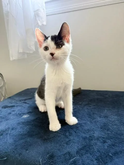 A baby medium-sized female Black & White / Tuxedo Domestic Short Hair cat named Gemma for adoption in Wayne, NJ