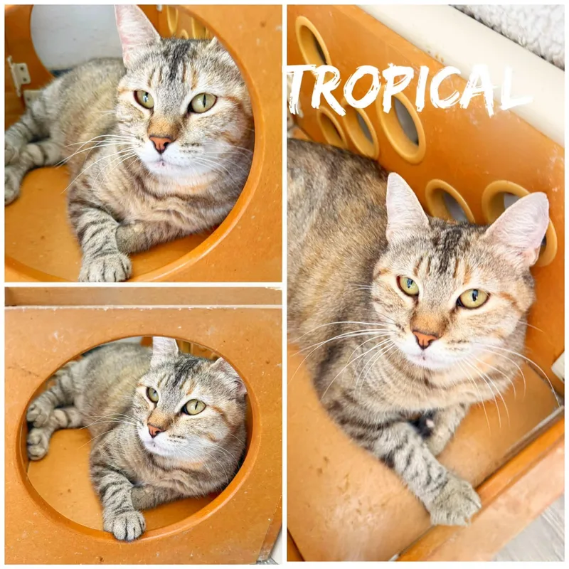 An adult medium-sized female Tabby (Buff / Tan / Fawn) Domestic Short Hair cat named Tropical for adoption in Saint James, MO