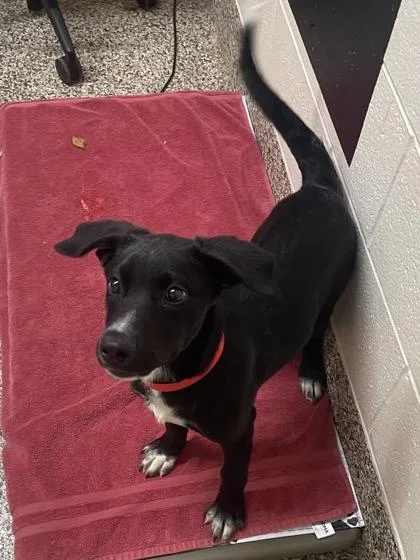 Charlotte thumbnail 2