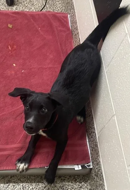 Charlotte thumbnail 3