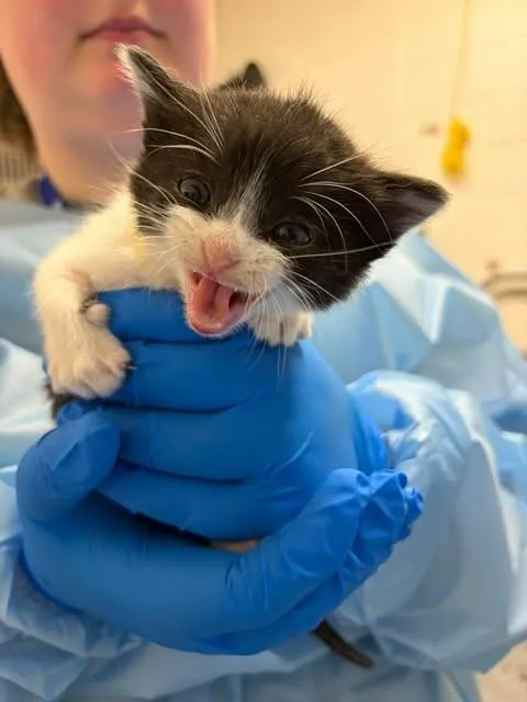 A baby medium-sized female Black Domestic Medium Hair cat named Maleketh for adoption in Fruit Heights, UT