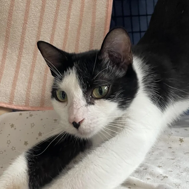 An adult medium-sized female Domestic Short Hair cat named Prima Patches for adoption in Chicago, IL