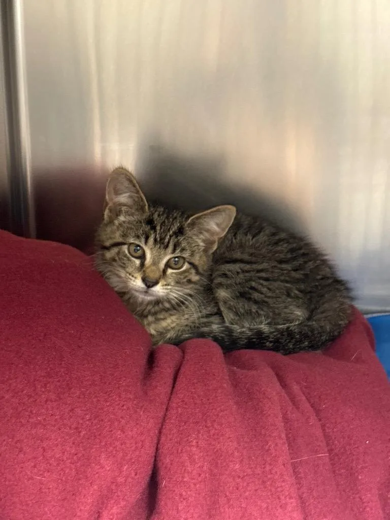 A baby small-sized female Domestic Medium Hair cat named Scooter for adoption in Johnson City, TN
