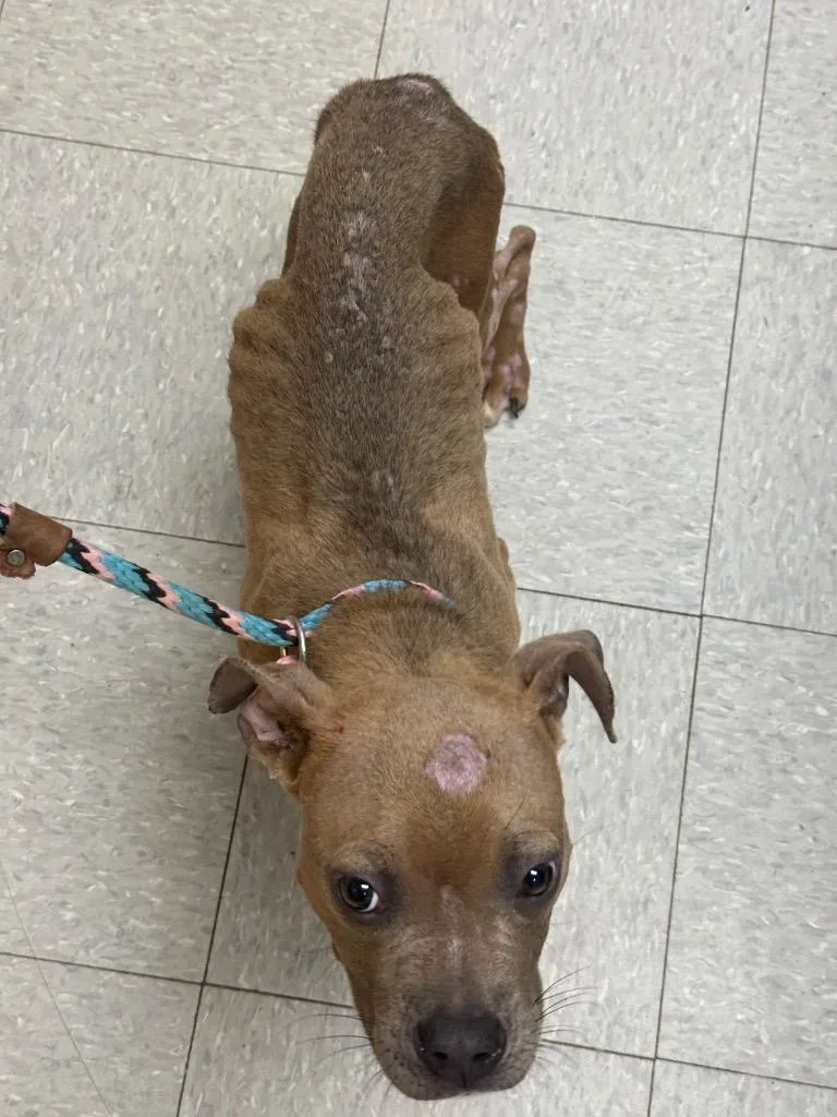 A young medium-sized male Pit Bull Terrier dog named Taz for adoption in Sorrento, LA