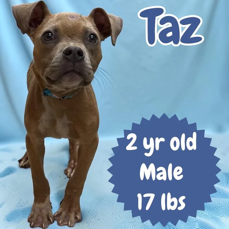 Taz thumbnail 5