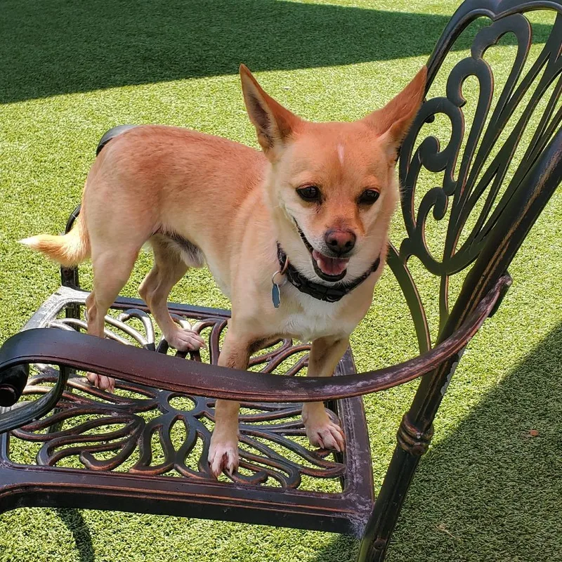 An adult small-sized male Yellow / Tan / Blond / Fawn Chihuahua dog named Ted for adoption in Chattanooga, TN