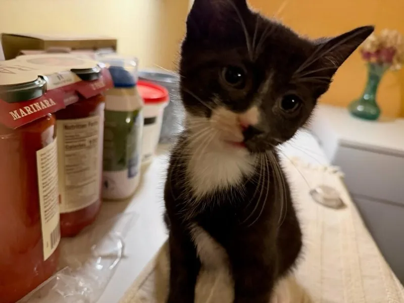 A baby small-sized male Domestic Short Hair cat named Koda Wi for adoption in Peoria, IL