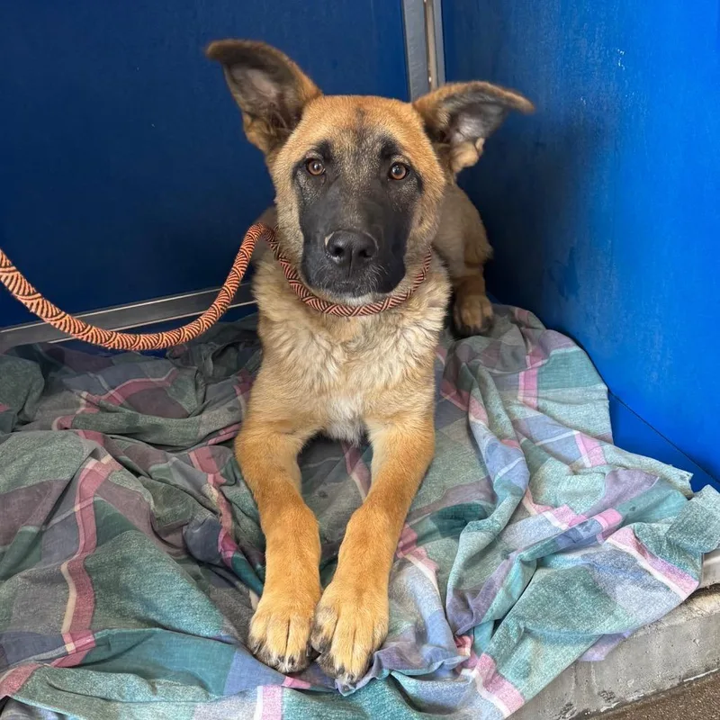 A young medium-sized female Brown / Chocolate Mixed Breed dog named 109349 for adoption in Las Cruces, NM