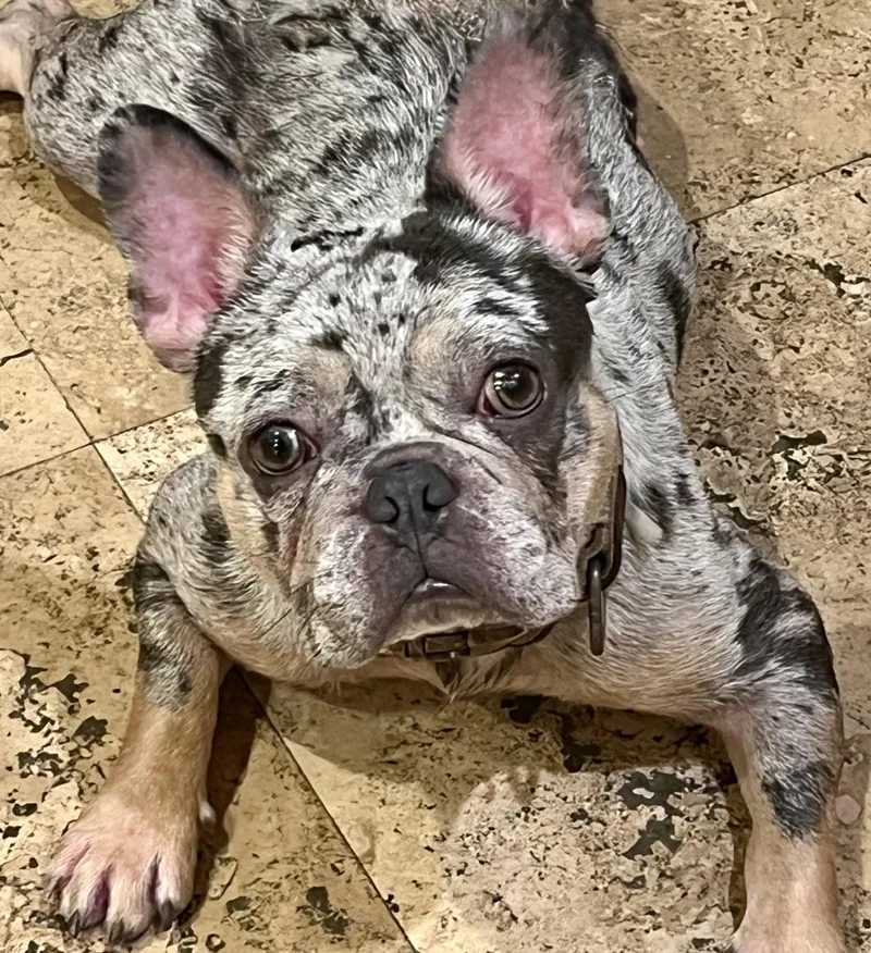A young small-sized male French Bulldog dog named Eros for adoption in Los Alamitos, CA