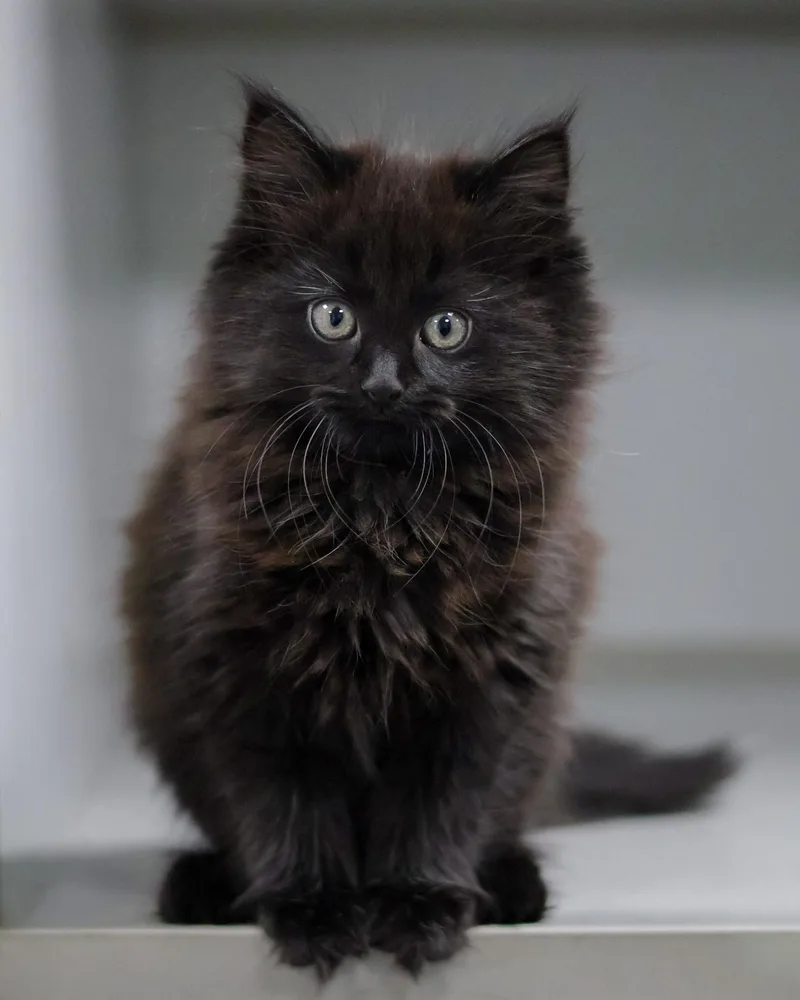 A baby medium-sized female Domestic Medium Hair cat named Snowcone for adoption in St. Ignace, MI