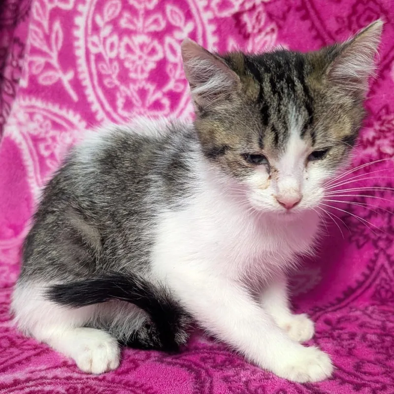 A baby small-sized male White Domestic Short Hair cat named Mork for adoption in Jefferson city, TN