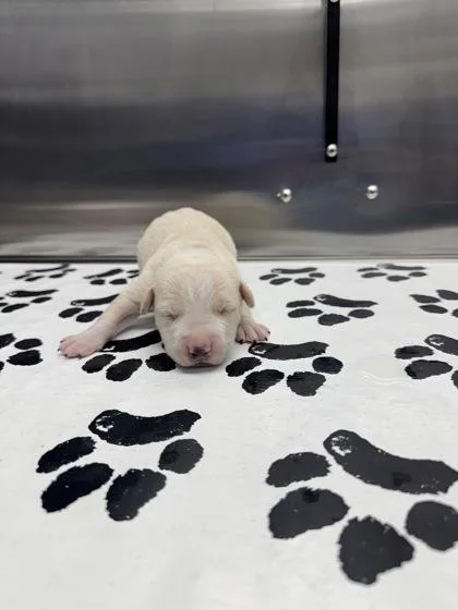 A young small-sized male Terrier dog named b Caterpillar for adoption in North Charleston, SC