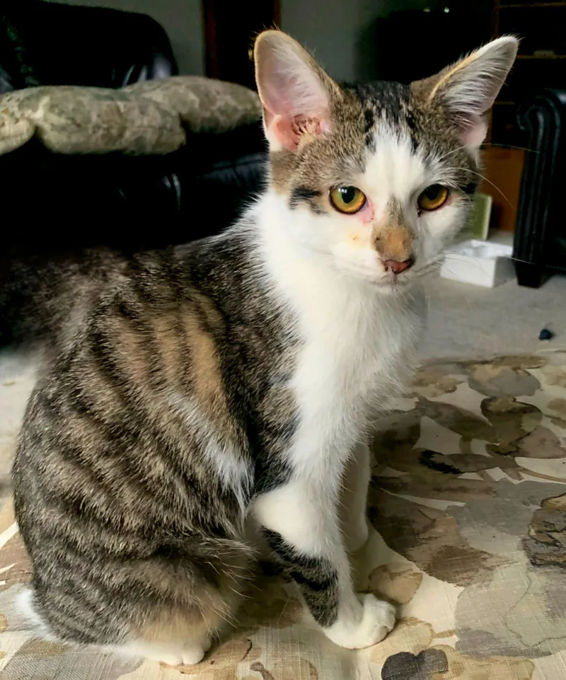 Cozy Chester thumbnail 2