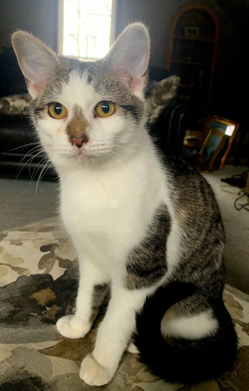 Cozy Chester thumbnail 3