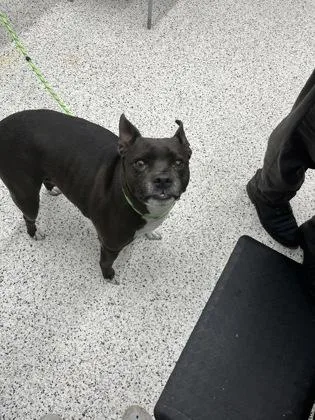 An adult medium-sized male Mixed Breed dog named Jedi for adoption in Atlanta, GA