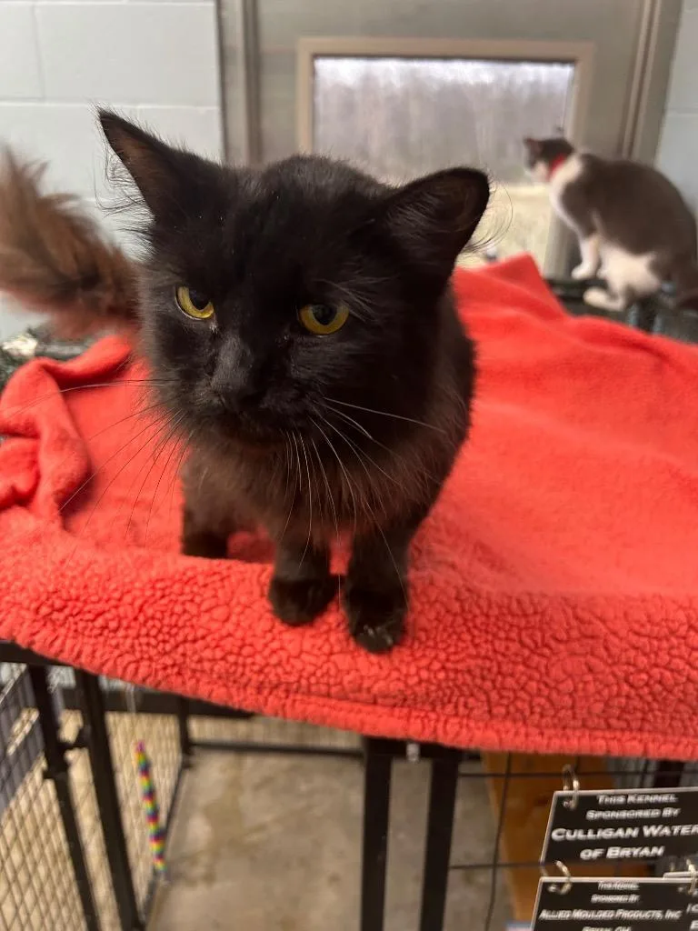 A young large-sized male Domestic Long Hair cat named Thackery for adoption in Bryan, OH