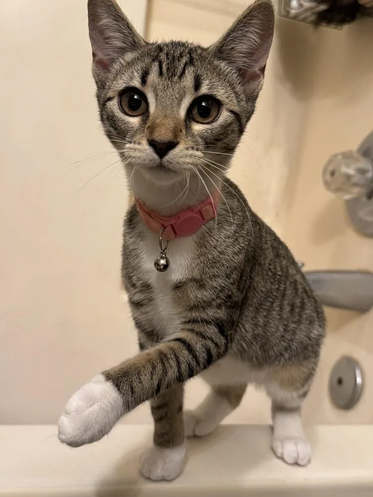 A baby small-sized female Brown / Chocolate Domestic Short Hair cat named Freddy for adoption in Henrico, VA