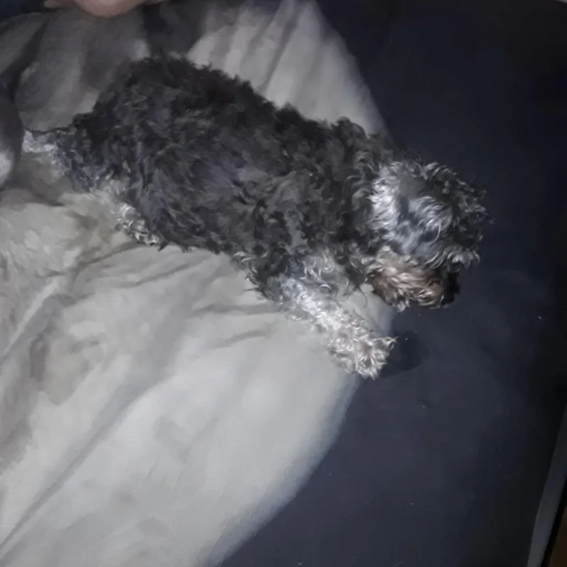 A senior small-sized female Black Schnauzer dog named Gracie for adoption in Yuma, AZ