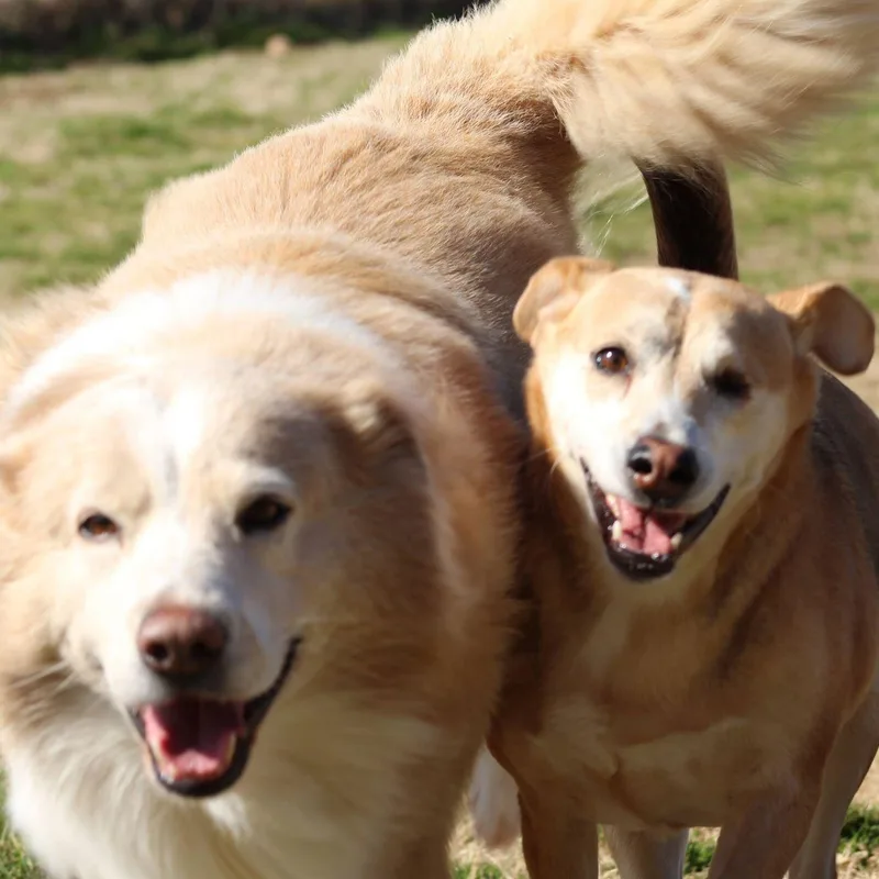 Nala Bonded With Morgan thumbnail 4